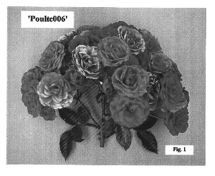 Figure 1 of US plant patent PP16583, the photograph of Poultc006 printed in the patent.