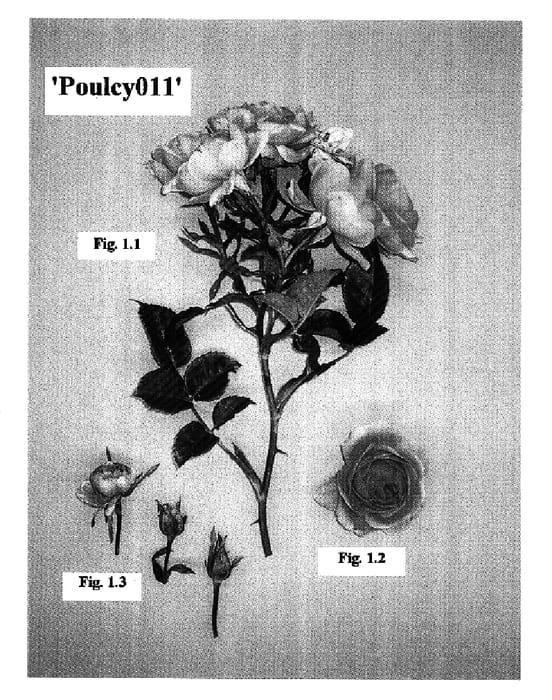 Figure 1 of US plant patent PP16584, the photograph of Poulcy011 printed in the patent.