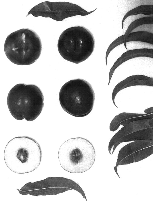 Figure 1 of US plant patent PP16585, the photograph of Sugarine I printed in the patent.