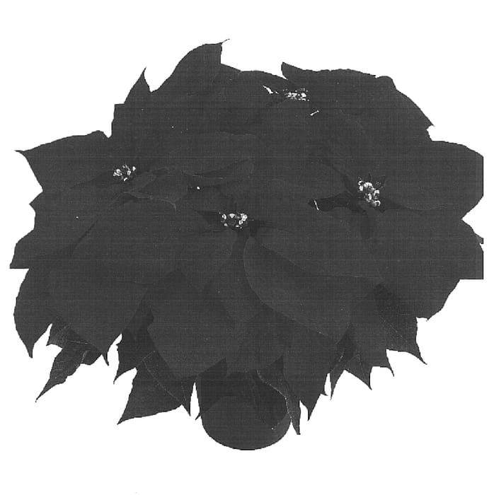 Figure 1 of US plant patent PP16586, the photograph of Dueinfinity printed in the patent.