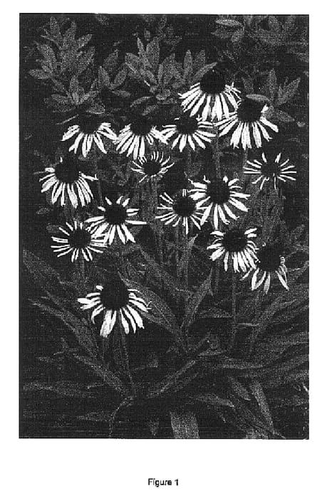 Figure 1 of US plant patent PP16587, the photograph of Paranoia printed in the patent.