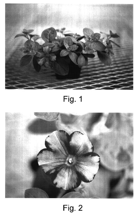 Figure 1 of US plant patent PP16588, the photograph of Temari printed in the patent.
