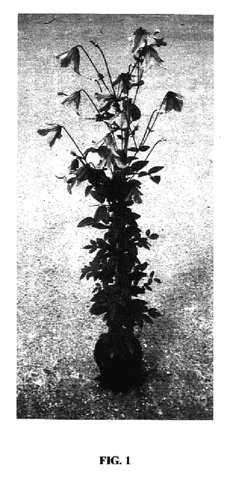 Figure 1 of US plant patent PP16589, the photograph of Hendryetta printed in the patent.