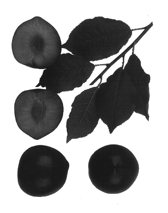Figure 1 of US plant patent PP16590, the photograph of Flavor Finale printed in the patent.