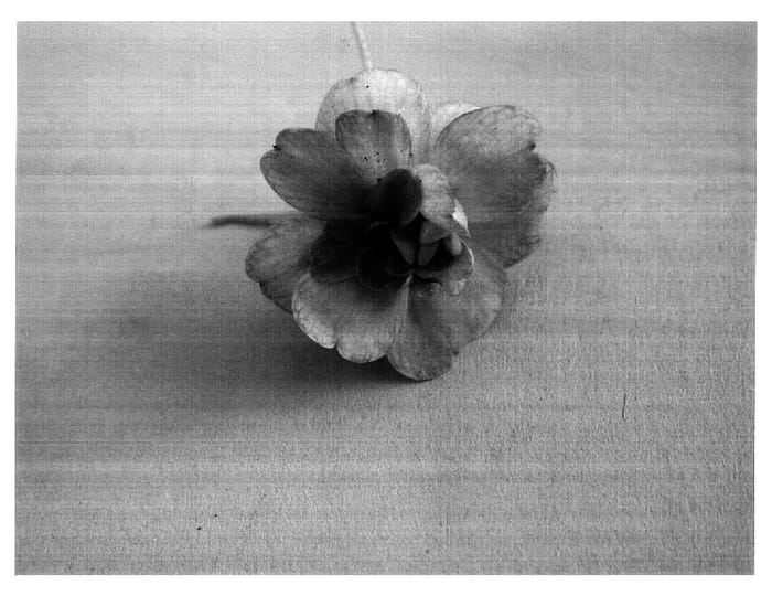 Figure 2 of US plant patent PP16591, the photograph of Dandochesopink printed in the patent.