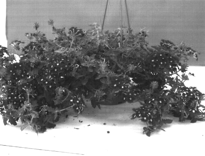 Figure 1 of US plant patent PP16592, the photograph of Dandon17 printed in the patent.
