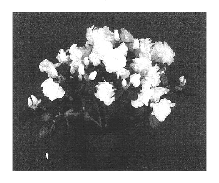 Figure 1 of US plant patent PP16593, the photograph of Pearls printed in the patent.
