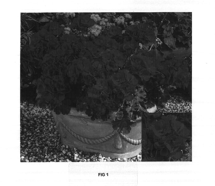 Figure 1 of US plant patent PP16595, the photograph of Clips Dared printed in the patent.