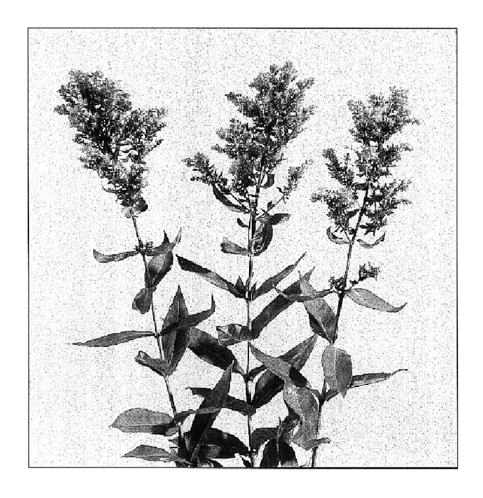 Figure 1 of US plant patent PP16596, the photograph of Pleasant Feelings printed in the patent.