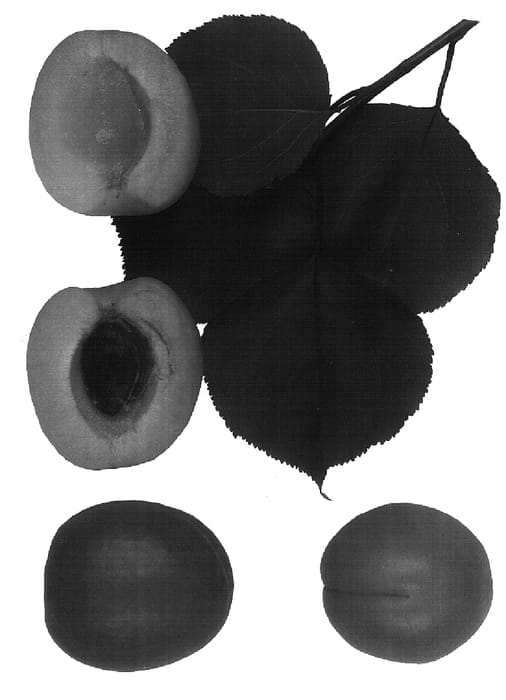 Figure 1 of US plant patent PP16597, the photograph of Wescot printed in the patent.