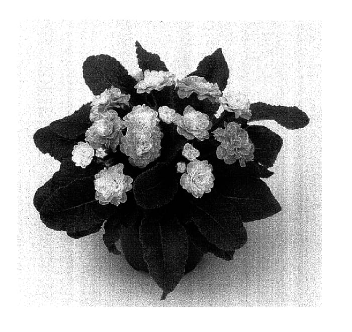 Figure 1 of US plant patent PP16598, the photograph of Kerbelpice printed in the patent.