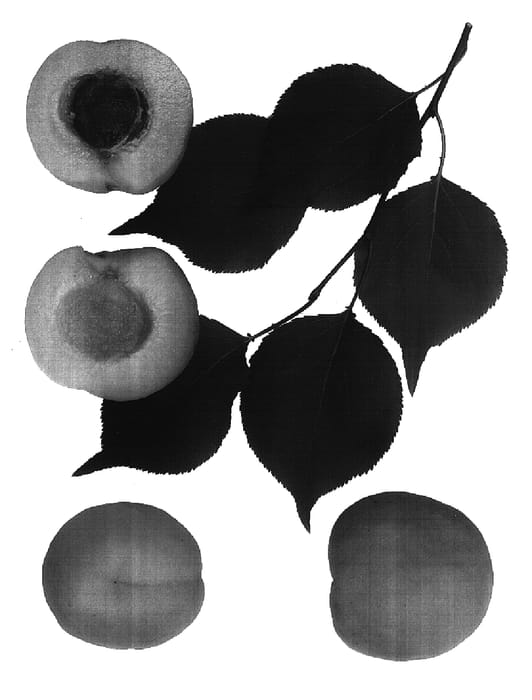 Figure 1 of US plant patent PP16599, the photograph of Autumn Sprite printed in the patent.