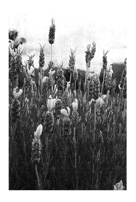 Figure 1 of US plant patent PP16600, the photograph of Lemon Leigh printed in the patent.