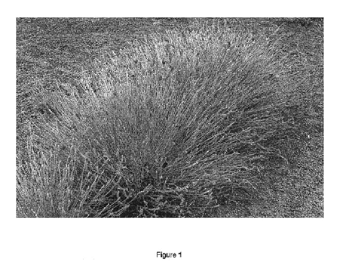 Figure 1 of US plant patent PP16601, the photograph of Lavang 12 printed in the patent.
