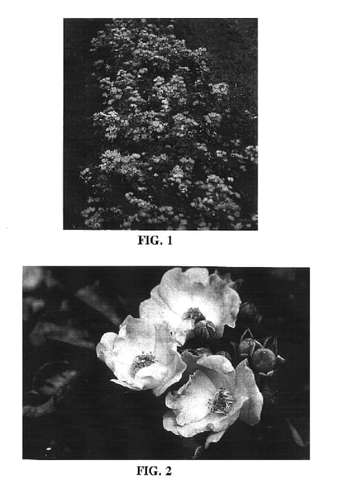 Figure 1 of US plant patent PP16602, the photograph of BAIpome printed in the patent.