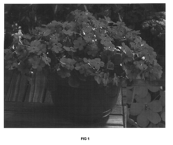 Figure 1 of US plant patent PP16603, the photograph of Fify Redtwo printed in the patent.