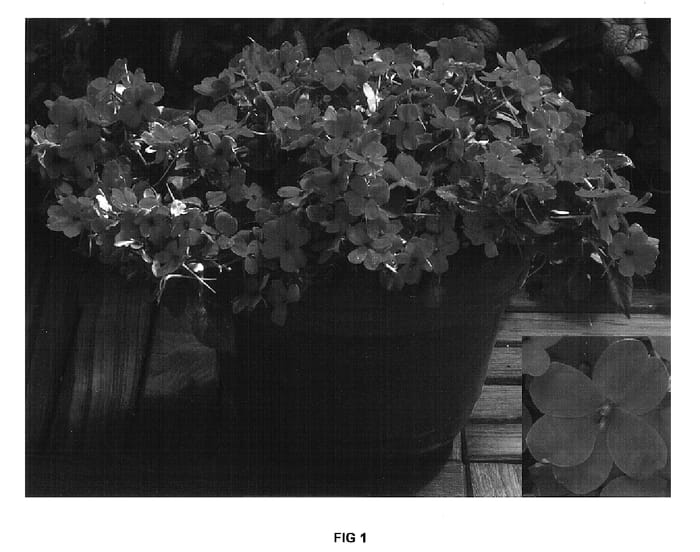 Figure 1 of US plant patent PP16604, the photograph of Fify Rossa printed in the patent.