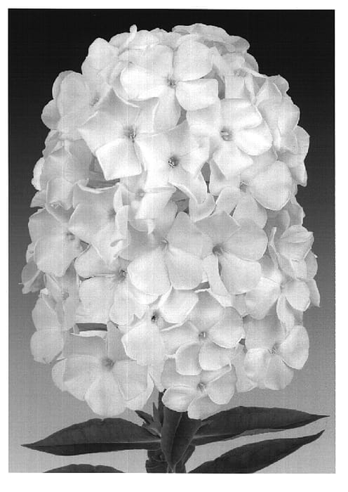 Figure 1 of US plant patent PP16605, the photograph of Junior Fountain printed in the patent.