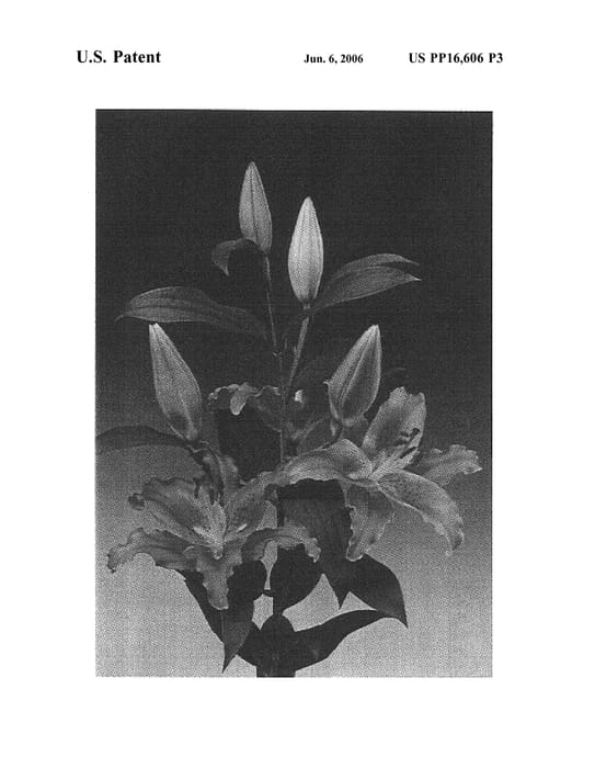 Figure 3 of US plant patent PP16606, the photograph of Bernini printed in the patent.
