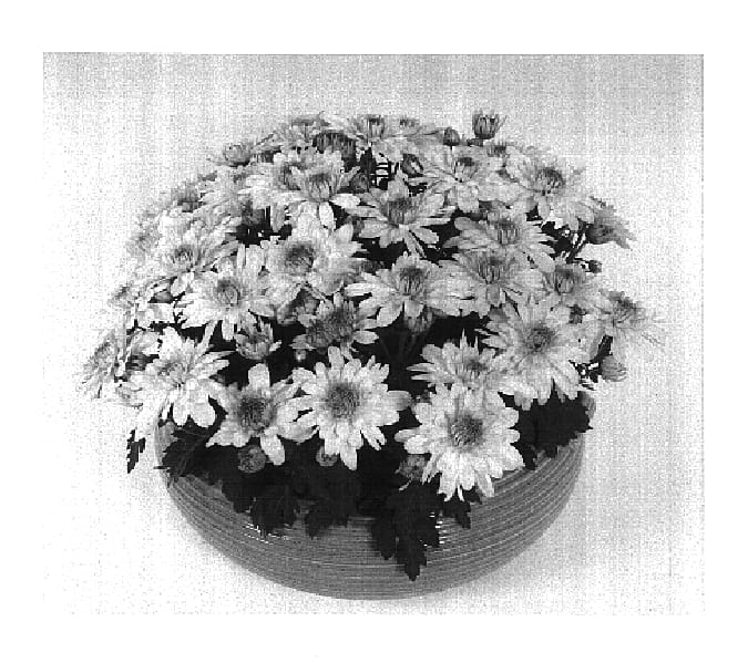 Figure 1 of US plant patent PP16607, the photograph of Festival Time Yellow Improved printed in the patent.