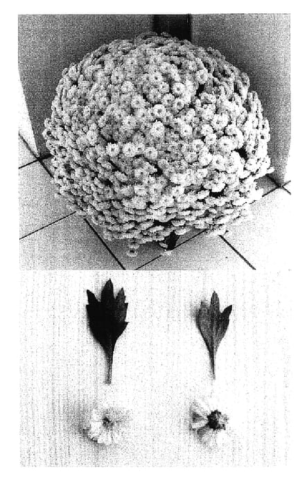 Figure 1 of US plant patent PP16608, the photograph of Golden Surfer printed in the patent.