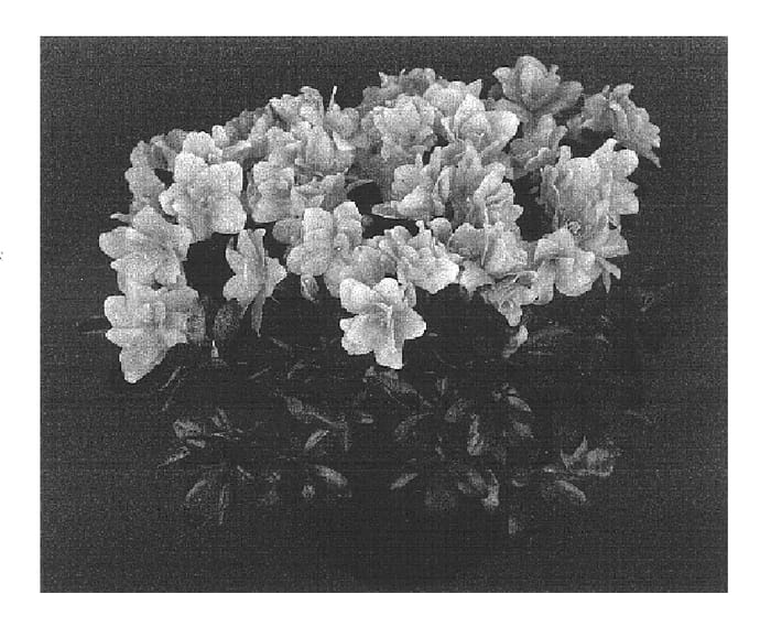 Figure 1 of US plant patent PP16609, the photograph of Pink Angora printed in the patent.