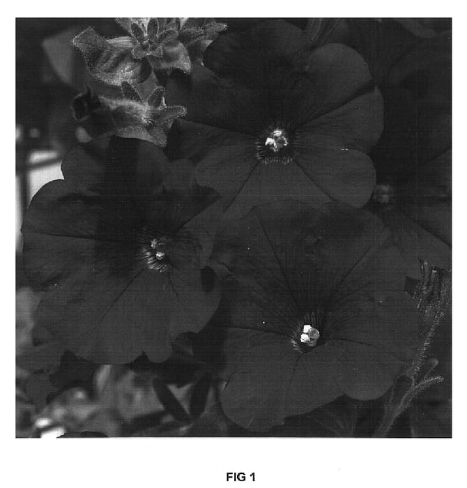 Figure 1 of US plant patent PP16610, the photograph of Whip Reeda printed in the patent.