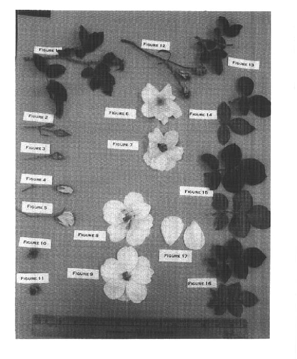 Figure 1 of US plant patent PP16611, the photograph of Radsunsar printed in the patent.
