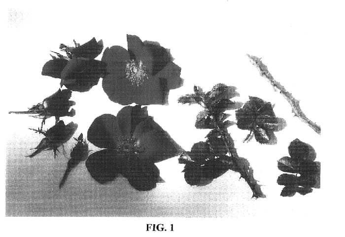 Figure 1 of US plant patent PP16612, the photograph of BAIeye printed in the patent.