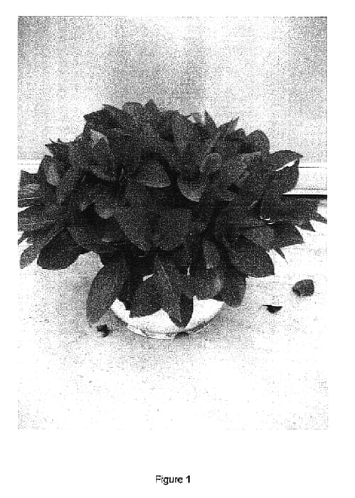 Figure 1 of US plant patent PP16613, the photograph of RIE 09 printed in the patent.