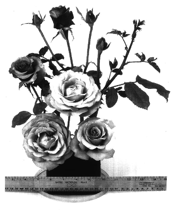 Figure 1 of US plant patent PP16614, the photograph of WEKhilpurnil printed in the patent.