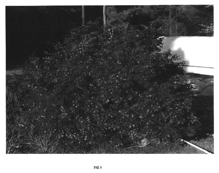 Figure 1 of US plant patent PP16615, the photograph of GriffCRL printed in the patent.