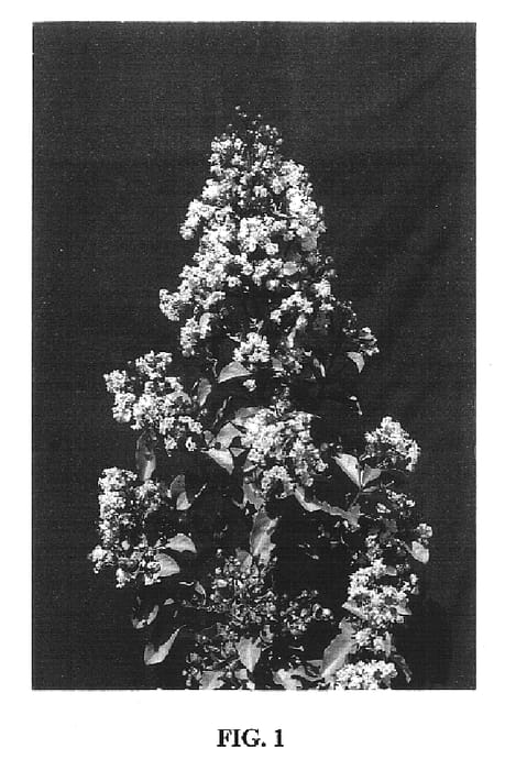 Figure 1 of US plant patent PP16616, the photograph of WHIT VIII printed in the patent.