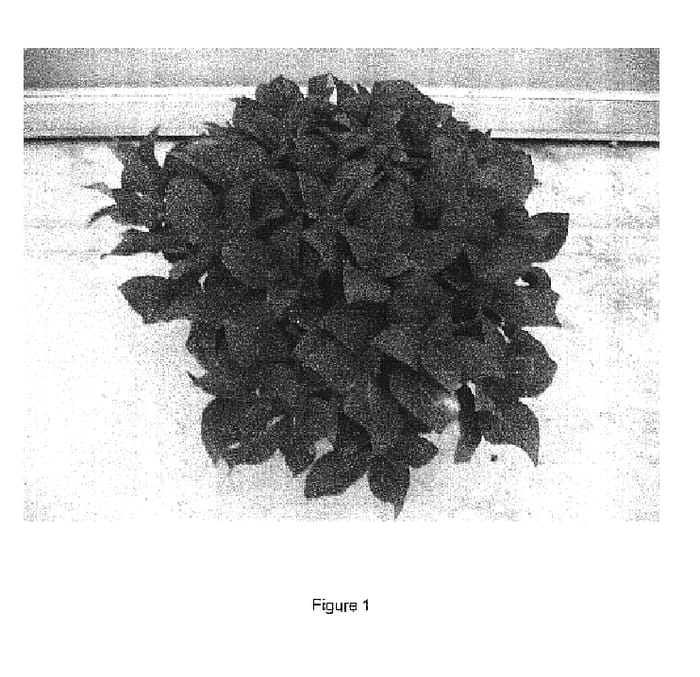 Figure 1 of US plant patent PP16617, the photograph of RIE 02 printed in the patent.