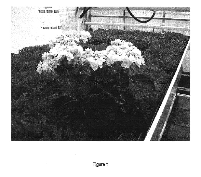 Figure 1 of US plant patent PP16618, the photograph of RIE 01 printed in the patent.