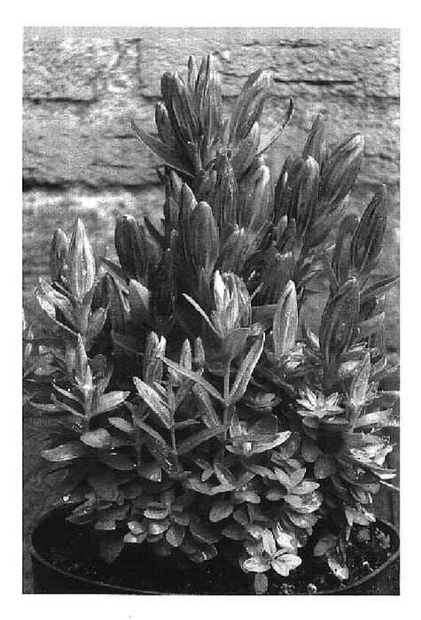 Figure 1 of US plant patent PP16619, the photograph of Blue Rock printed in the patent.