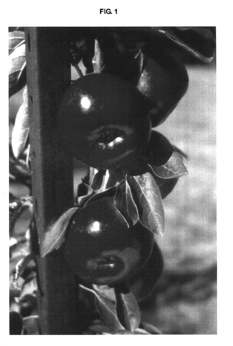 Figure 1 of US plant patent PP16620, the photograph of PV 1027 printed in the patent.