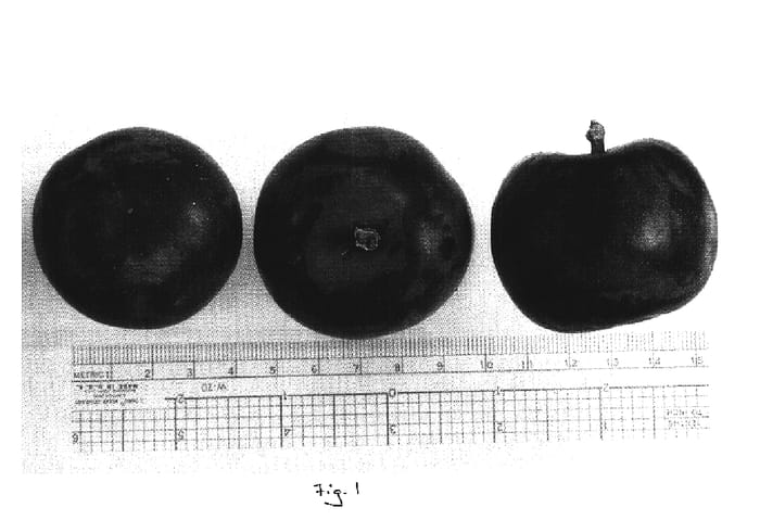 Figure 1 of US plant patent PP16621, the photograph of Lydecker Plum printed in the patent.