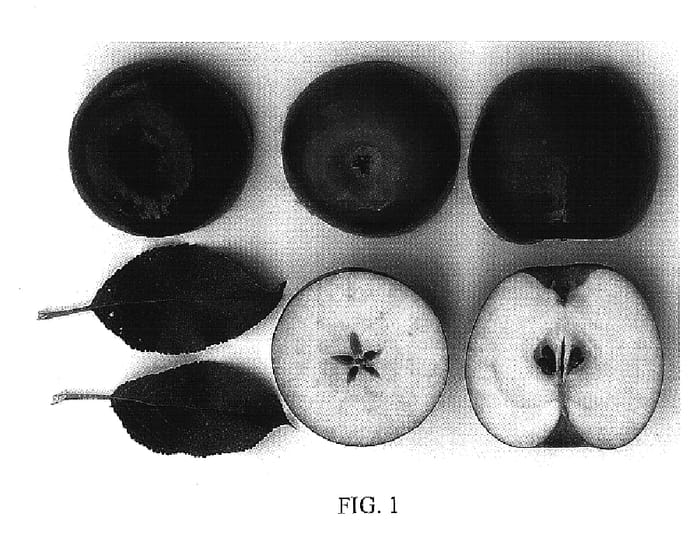 Figure 1 of US plant patent PP16622, the photograph of CO-OP 39 printed in the patent.