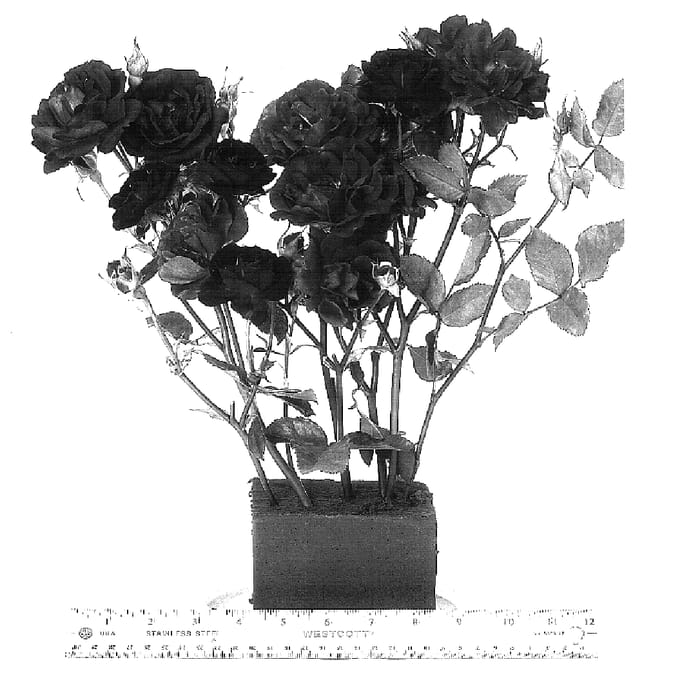 Figure 1 of US plant patent PP16623, the photograph of WEKfabpur printed in the patent.