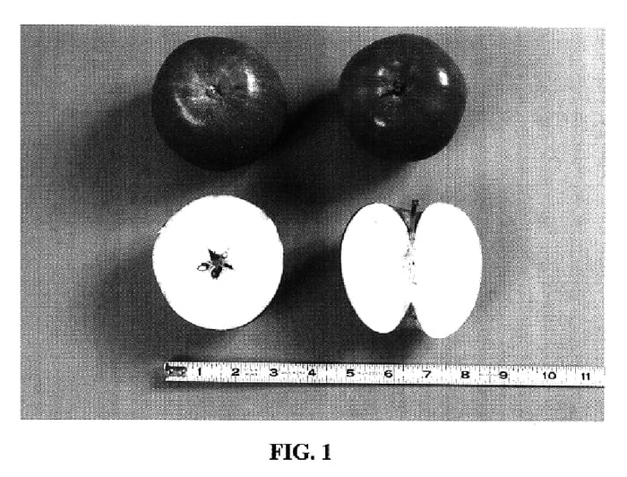 Figure 1 of US plant patent PP16624, the photograph of Banning Red Fuji printed in the patent.