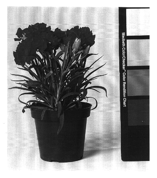 Figure 1 of US plant patent PP16625, the photograph of CFPC Tess printed in the patent.