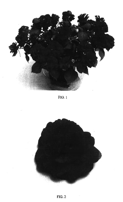 Figure 1 of US plant patent PP16626, the photograph of Balfiesaled printed in the patent.