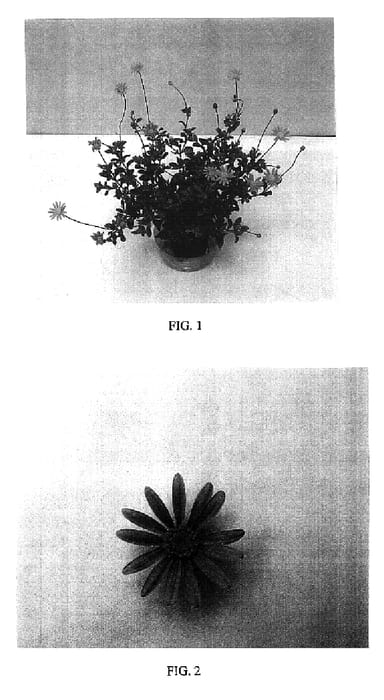 Figure 1 of US plant patent PP16627, the photograph of Balpinperi printed in the patent.