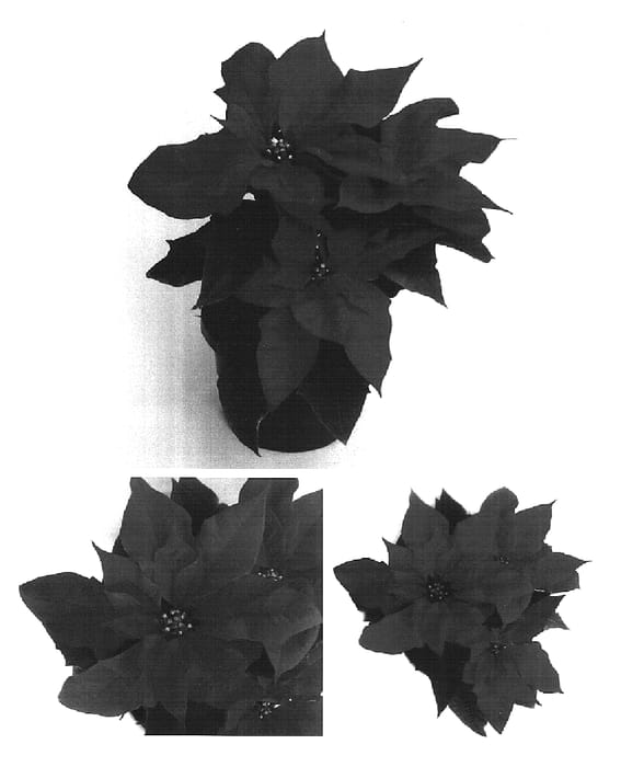 Figure 1 of US plant patent PP16628, the photograph of PER979 printed in the patent.