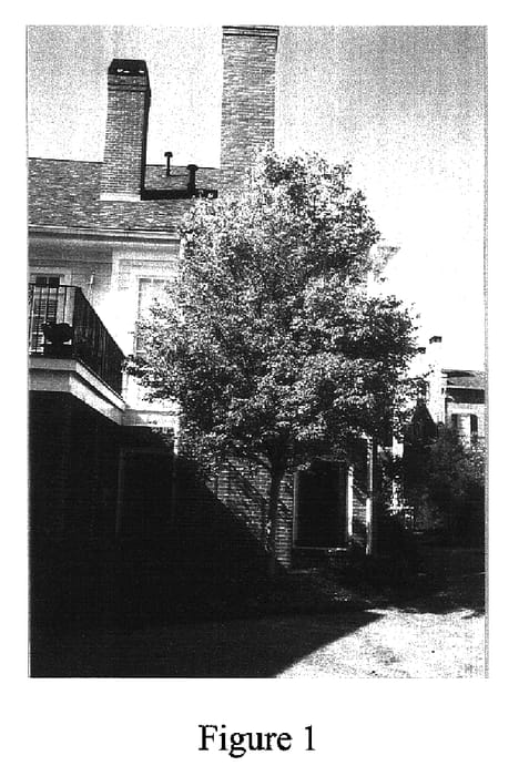 Figure 1 of US plant patent PP16629, the photograph of ABMTF printed in the patent.
