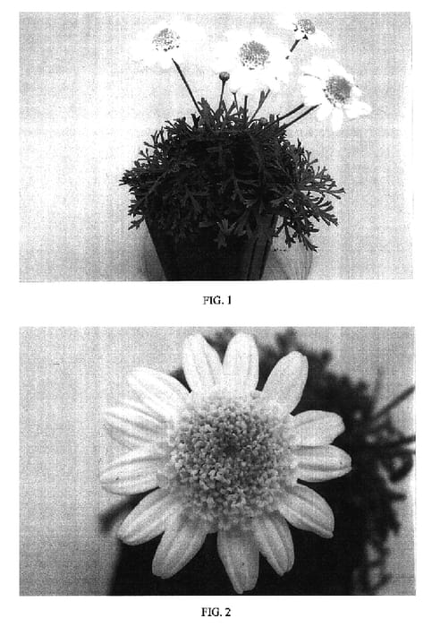 Figure 1 of US plant patent PP16630, the photograph of OHMADSAOM printed in the patent.