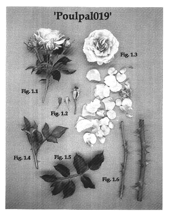 Figure 1 of US plant patent PP16631, the photograph of Poulpal019 printed in the patent.