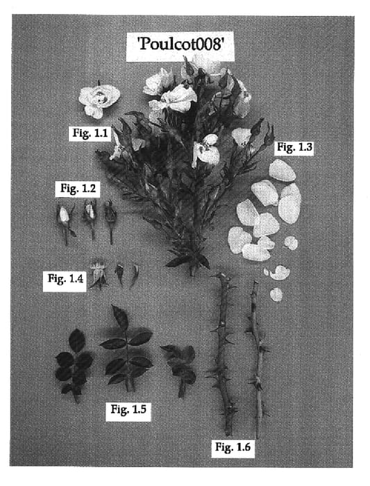 Figure 1 of US plant patent PP16632, the photograph of Poulcot008 printed in the patent.