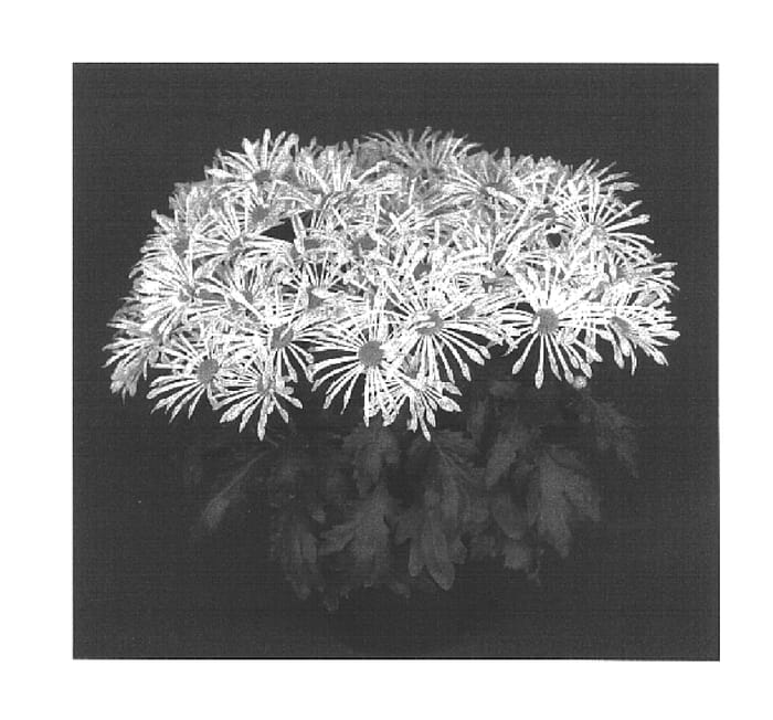 Figure 1 of US plant patent PP16633, the photograph of Yoveracruz printed in the patent.